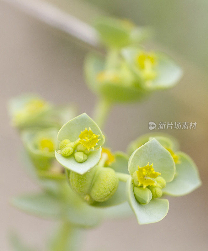 海潮(Euphorbia paralias)